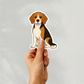 Custom Beagle Dog Magnet - Tri-color | Personalized with Pet Name