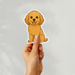 Aimant personnalisé pour chien Cavapoo – Abricot | Personnalisable avec le nom de l'animal